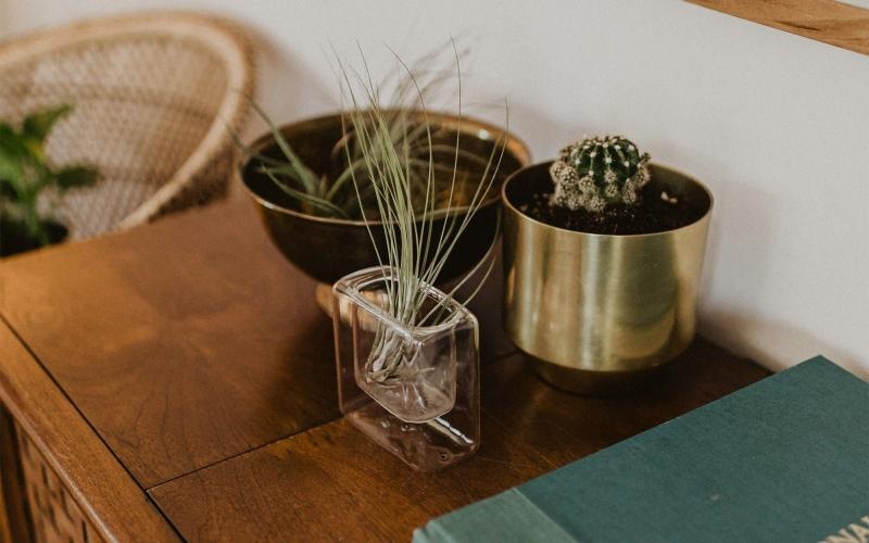 a plant in a pot on a dresser near a book