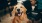 a dog sitting