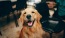 a dog sitting