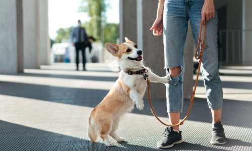 We welcome your pet family a dog on a leash